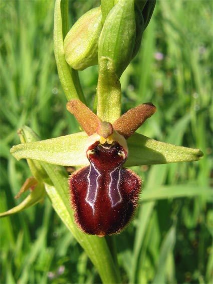 Or. papilionacea, Op. tenthredinifera, Op. sphegodes .......